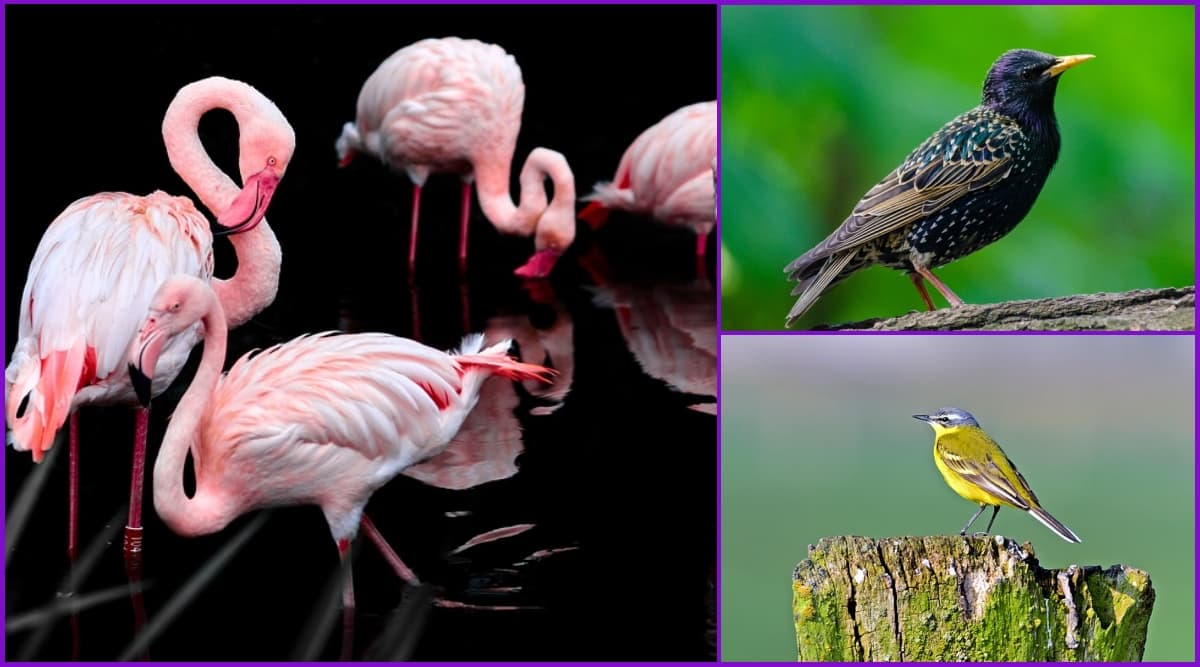 world-migratory-bird-day-2020-six-beautiful-birds-that-visit-india