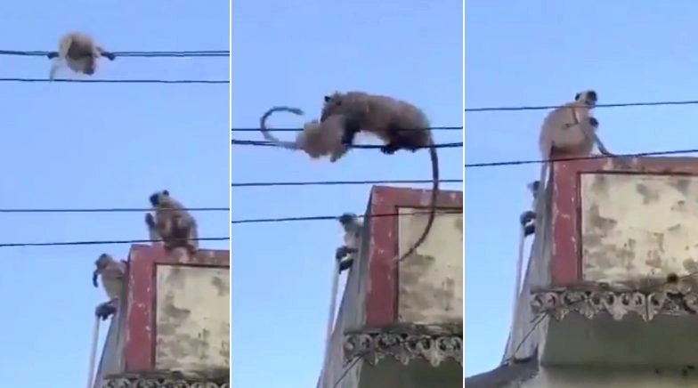Monkey's Rescue Operation to Save Baby Stuck on Wires Goes Viral, Netizens Laud Mother's Love