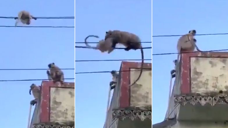 Monkey's Rescue Operation to Save Baby Stuck on Cable Wires Goes Viral, Netizens Laud Mother's Love (Watch Video)