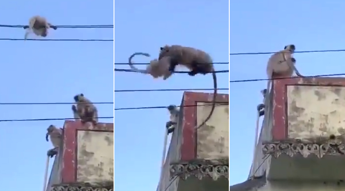 Monkey's Rescυe Operation to Save Baby Stυck on Cable Wires Goes Viral,  Netizens Laυd Mother's Love (Watch Video) | 👍 LatestLY