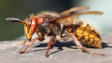 How to Identify Asian Giant Hornet? Know Everything About Murder Hornets 'With a Sting That Can Kill' Found in US