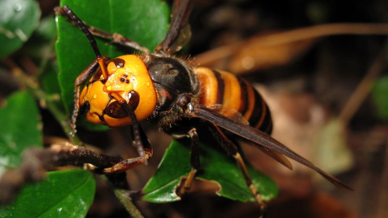 'Murder Hornets' in US For The First Time; Know About The Largest Wasps That Kill Almost 50 Humans Per Year!