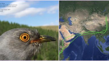 Onon, Amazing Cuckoo Covers 26,000 Kms From Zambia to Mongolia Under a Year, Surprises Scientists With Its Mammoth Migratory Journey
