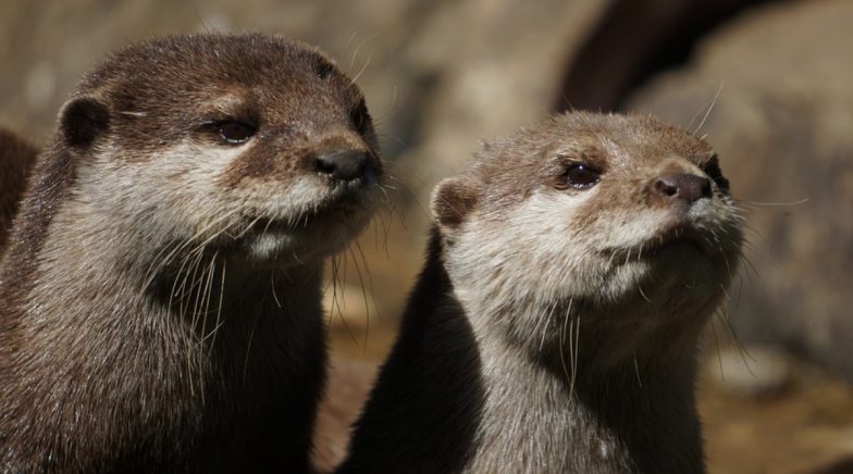 World Otter Day Date And Significance Know About The Day That Supports The Existence Of Otters Latestly