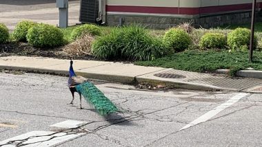 Love Matters! Peacock Travels From Franklin Township to Indianapolis in Pursuit of Love (See Pictures)
