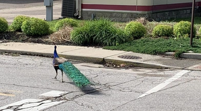 Peacock Travels From Franklin Township to Indianapolis in Pursuit of Love (Pictures & Video)
