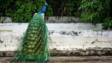 Peacock Escapes From Franklin Park Zoo in Boston During Lockdown, Police Officer Plays Mating Call on Phone to Capture it (See Pictures)