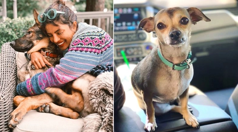 Priyanka Cuddles Her Pet Gino And We Wonder If Diana Is 'J'!