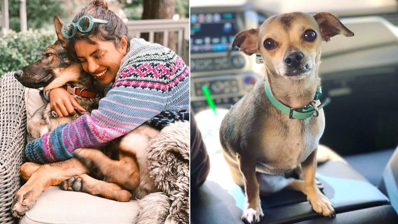 Priyanka Chopra Cuddles Her Pet Gino on the Couch and Their Happy Picture Would Surely Make Diana Jealous!