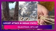 Locust Attack Hits Indian States, Swarms Reach Madhya Pradesh: Know All About This Pest Outbreak