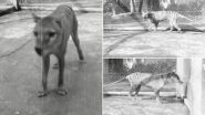 Rare Video of Extinct Thylacine Released Online, Australia&rsquo;s National Archives Shares Footage of Tasmanian Tiger from 1935!