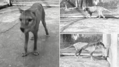 Rare Video of Extinct Thylacine Released Online, Australia’s National Archives Shares Footage of Tasmanian Tiger from 1935!