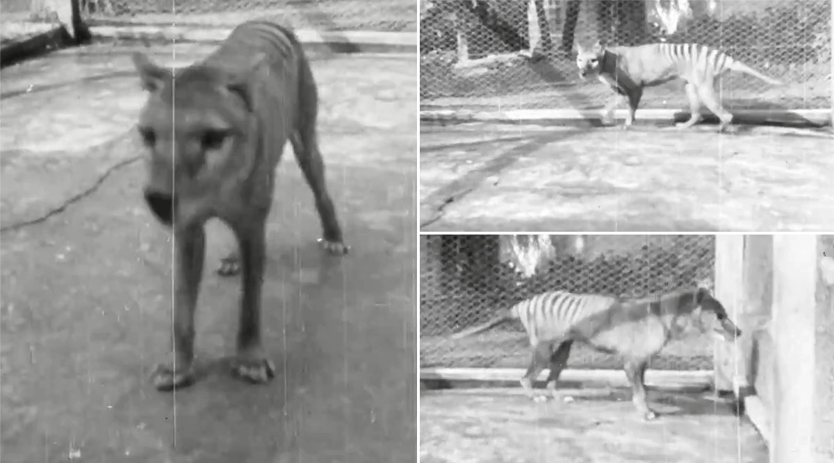 Science News Video of Extinct Thylacine Released Online, Watch
