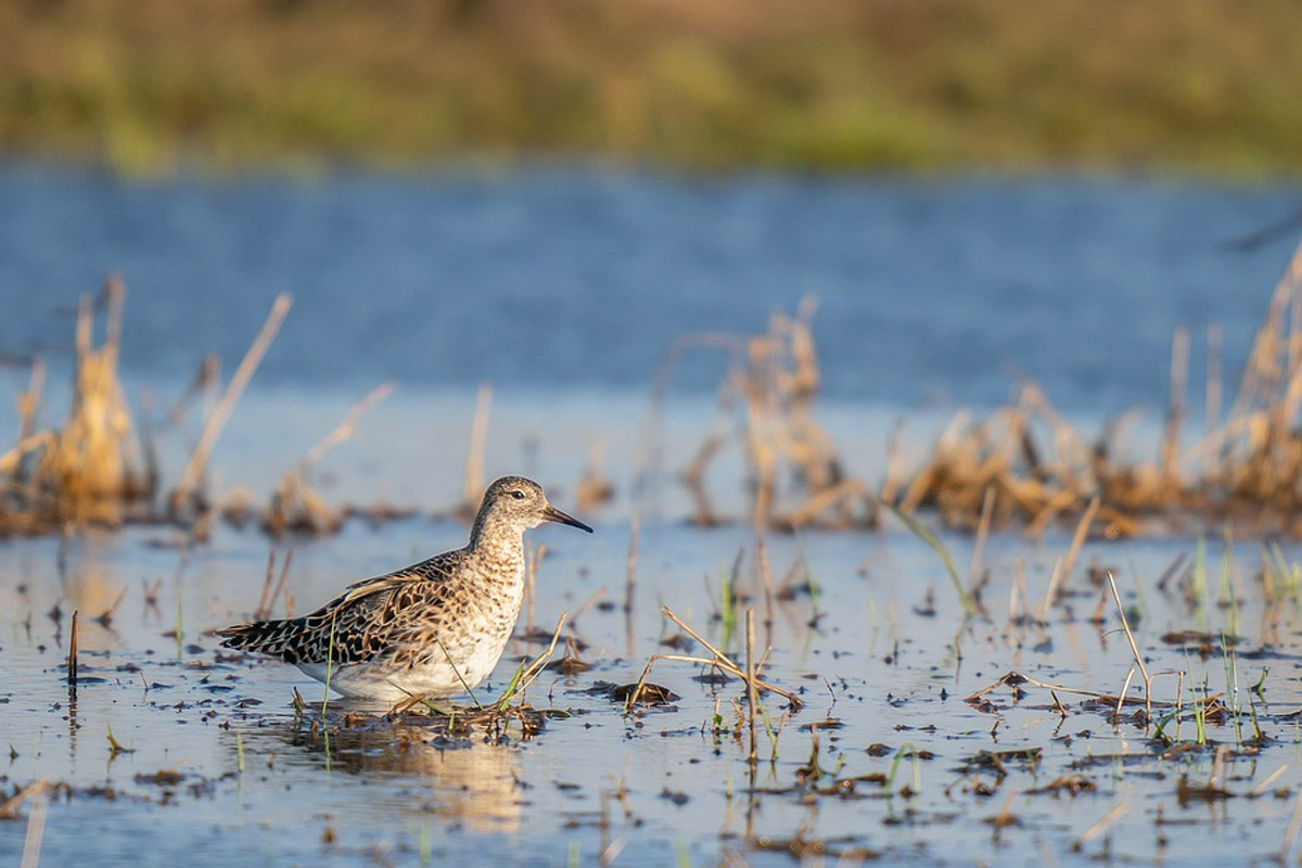 World Migratory Bird Day 2020: Wonderful Pics of Migratory Birds to ...