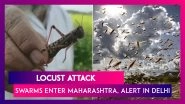 Locust Swarms Enter Maharashtra, Delhi On Alert While UP Govt Deals With Tiddi Dal Attack In Jhansi