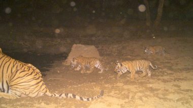 Good News! Three New Tiger Cubs Born at Sariska Tiger Reserve in Rajasthan (View Pic)