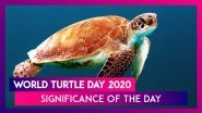 World Turtle Day 2020: Significance of The Day That Raises Awareness About Protecting Turtles