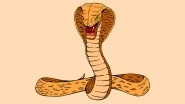 Bathing Cobra to Rat Chasing Away a Serpent, Interesting Snake Videos That Went Viral This Week
