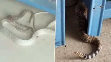 Rattlesnake Gets Eaten by Coachwhip In Texas Ranch! This Stomach-Churning 'Ssscary' Video of Snakes Battle is Going Viral