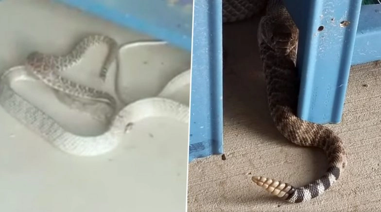 Rattlesnake Gets Eaten by Another Deadly Snake, Gory Video of Serpent Battle is Going Viral