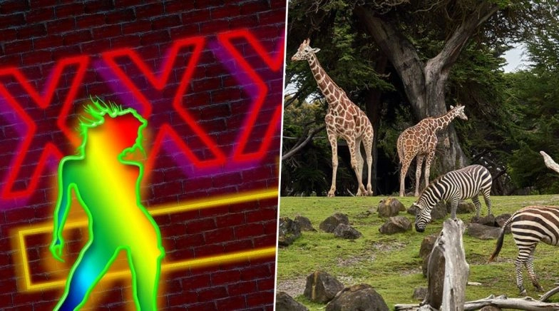 Strip Clubs to Zoo Offer Drive-Thru Visits, Businesses Open While Following Social Distancing Norms