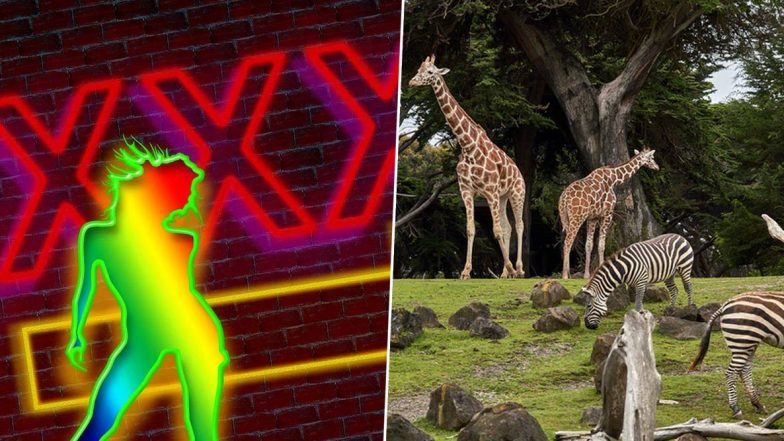 Social Distancing Via Drive-Thru: From Portland Strip Clubs to Texas Zoo, Businesses Are Opening While Keeping Physical Distancing Norms in Mind (Pics & Videos)