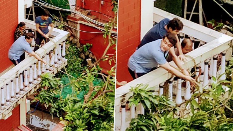 ‘Strength at Its Highest’: Sourav Ganguly Fixes Mango Tree Outside his House After Cyclone Amphan Wreaks Havoc in Bengal (View Pics)