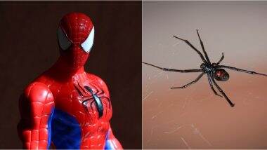 Three Brothers Provoke Black Widow Spider to Bite Them Hoping They Will Turn Into Spider-Men in Chayanta, Hospitalised