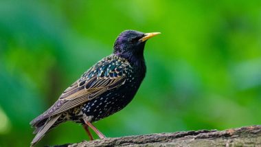 Australia Identified as 'Transmission Hotspot' for Deadly Avian Malaria