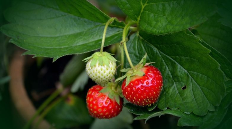 How to Grow Strawberries From Seeds? Guide on Easily Growing Berries at Home (Watch Video)
