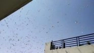 Tiddi Dal Attack: Swarm of Locusts in Rajasthan Divided Into Three Groups, Moved to Delhi, Gurugram and Faridabad