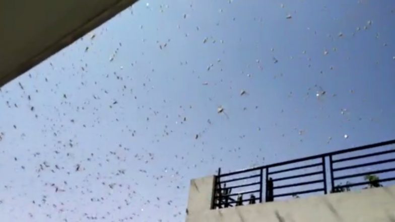 Locusts Not Sighted in Mumbai: BMC Terms Pictures And Videos of Tiddi Dal Shared Online Fake, Says Locust Attack Unlikely Due to Monsoon Winds