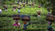 West Bengal Govt Issues Order For Operations in Tea Gardens, Says 'Plucking in Tea Gardens is Allowed With Deployment of Up To 50% of Total Regular Workforce'