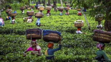 CSIR Institute Claims Kangra Tea Can Build Immunity Against Covid-19