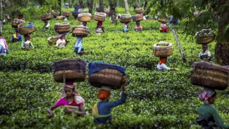 West Bengal Govt Allows Deployment of 100% Workforce in Tea Gardens from June 1