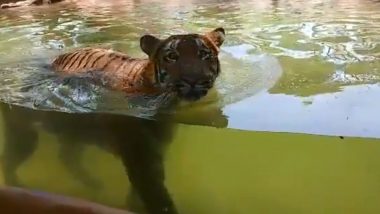 Mumbai's Veer Mata Jijabai Bhosale Udyan And Zoo at Byculla To Start Virtual Tour Amid Lockdown