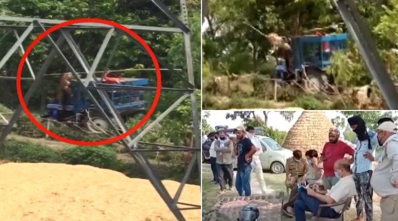 Tiger Attack in UP Caught on Camera, Furious Wild Cat Climbs Tractor and Injures 3, Watch Video