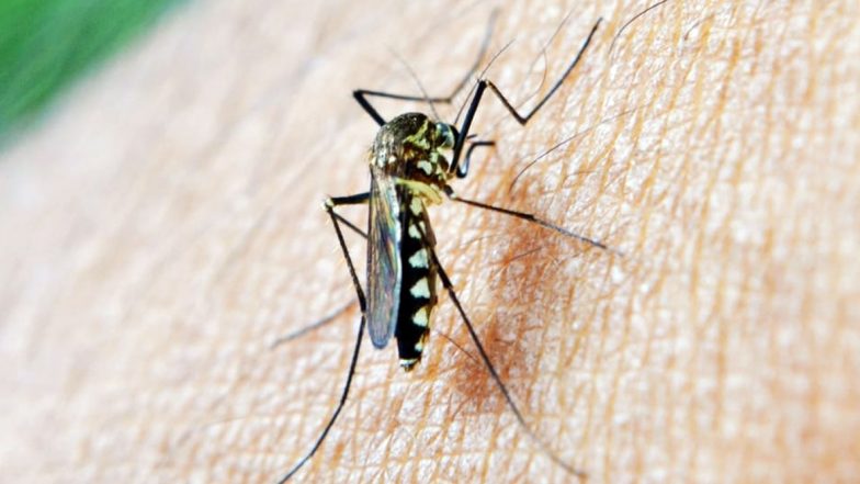 After Murder Hornets in US, Fear of Tiger Mosquitoes Grips France; Know About These Aggressive Insects That Spread Zika and Dengue Fever