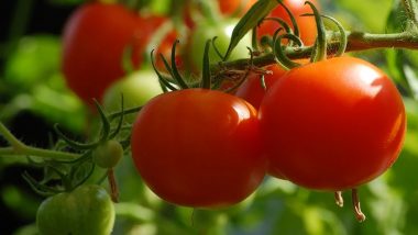 Can You Grow Tomatoes From a Tomato? Here's How to Easily Grow This Plant at Home During Lockdown (Watch Video)