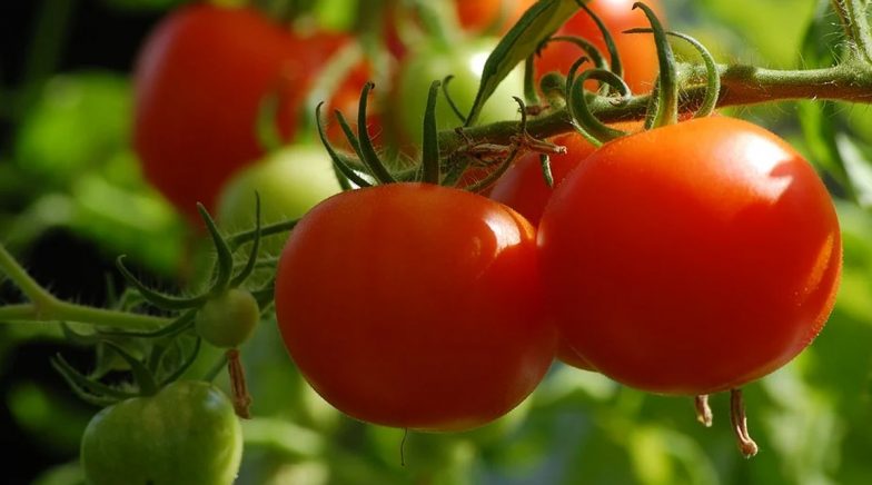 Can You Grow Tomatoes From a Tomato? Here's How to Easily Grow This Plant at Home (Watch Video)