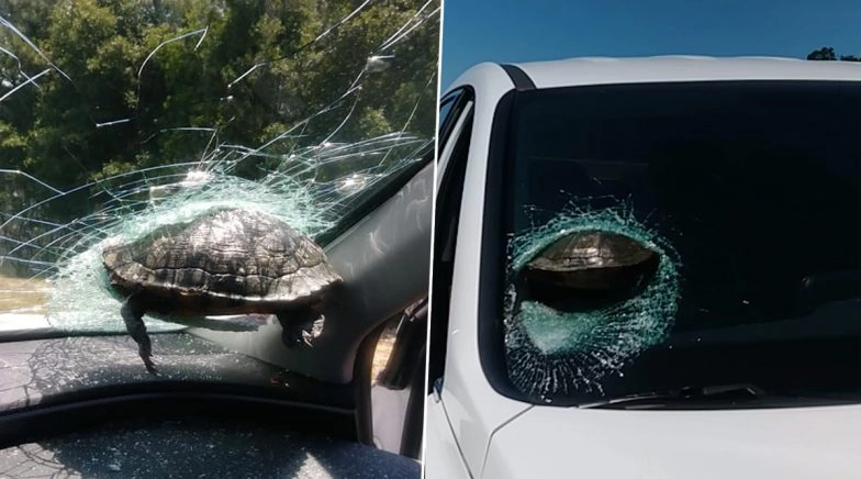 Turtle Mysteriously Crashes Into Car Windshield While Driving, Pics and Video Go Viral 