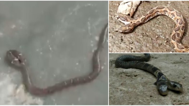 'Rare' Two-Headed Wolf Snake Spotted in Odisha But It's Not The Only One! View Pics and Videos of Serpents With Two Heads From Around The World