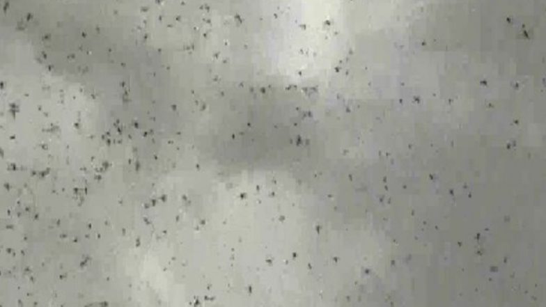 Locust Attack in Rajasthan: 'Tiddi Dal' Destroys Crops in Hasteda Village, Farmers Worried