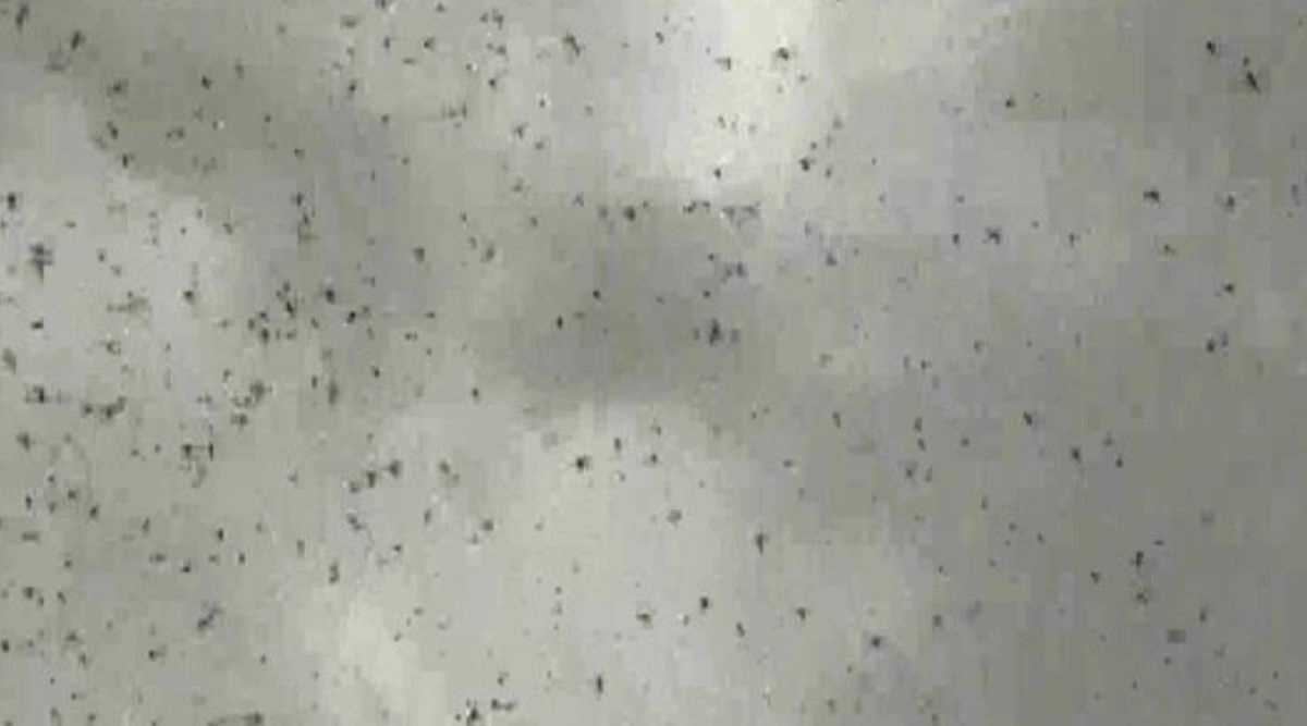 India News | Locust Attack in Rajasthan's Jaipur: Insects Destroy Crops ...