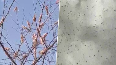 Locust Attack in Ajmer: Swarm of Insects Damages Around 5% Crops