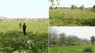 Locust Attack: Farmers in Budhni And Nasrullaganj Areas in Madhya Pradesh Beat Utensils to Scare Away 'Tiddi Dal', Watch Video