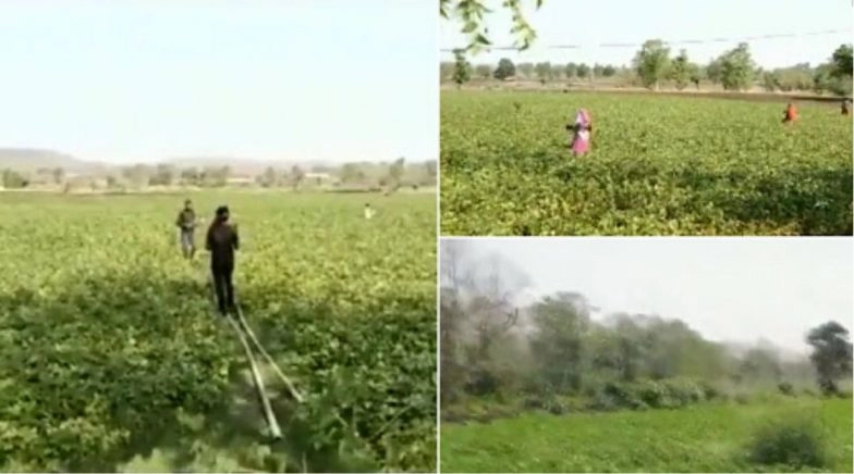 Locust Attack: Farmers in Madhya Pradesh Beat Utensils to Scare Away 'Tiddi Dal', Watch Video