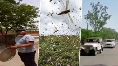 Locust Attack in India: From Banging Utensils, Beating Drums, Using Police Siren & Playing DJ, People Resort to Innovative Ways to Scare And Fight Tiddi Dal Invasion