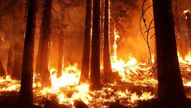 Uttarakhand Forest Fires: Twitterati Request People to #PrayForUttarakhand as Devastating Fires Coupled With Heatwave Cripple The Hills
