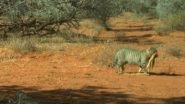 Viral Pic of Giant Feral Cat Carrying 6kg Sand Goanna in Its Jaws at Simpson Desert Will Intrigue You About Weird and Wonderful Wildlife of Australia!
